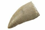 Rare, Serrated, Megalosaurid (Marshosaurus) Tooth - Colorado #222493-1
